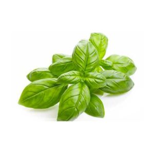 Albahaca