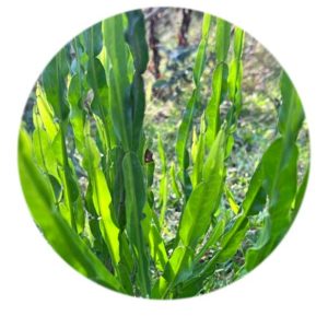 Carqueja