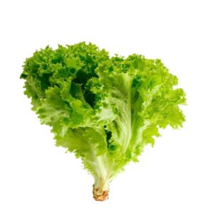 Lechuga crespa
