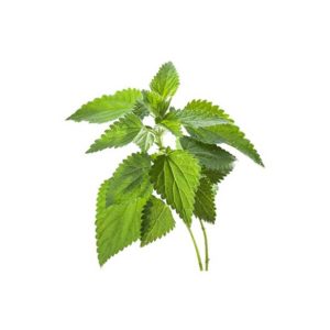 Ortiga fresca