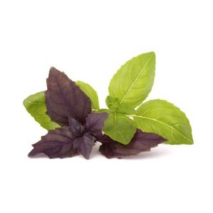 Albahaca verde y morada