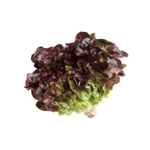 Lechuga roble roja