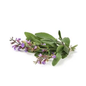 Salvia