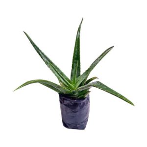 Áloe Vera planta