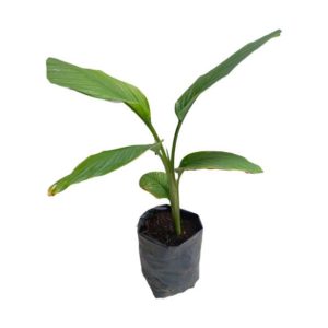 Cúrcuma planta