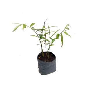 Jengibre planta