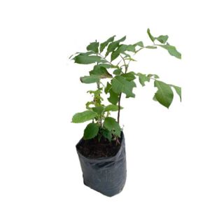 Nogal Pecán árbol