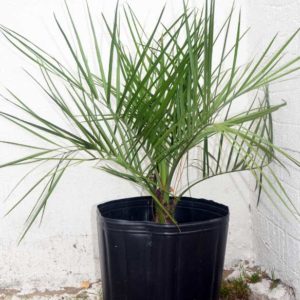Palmera Butiá