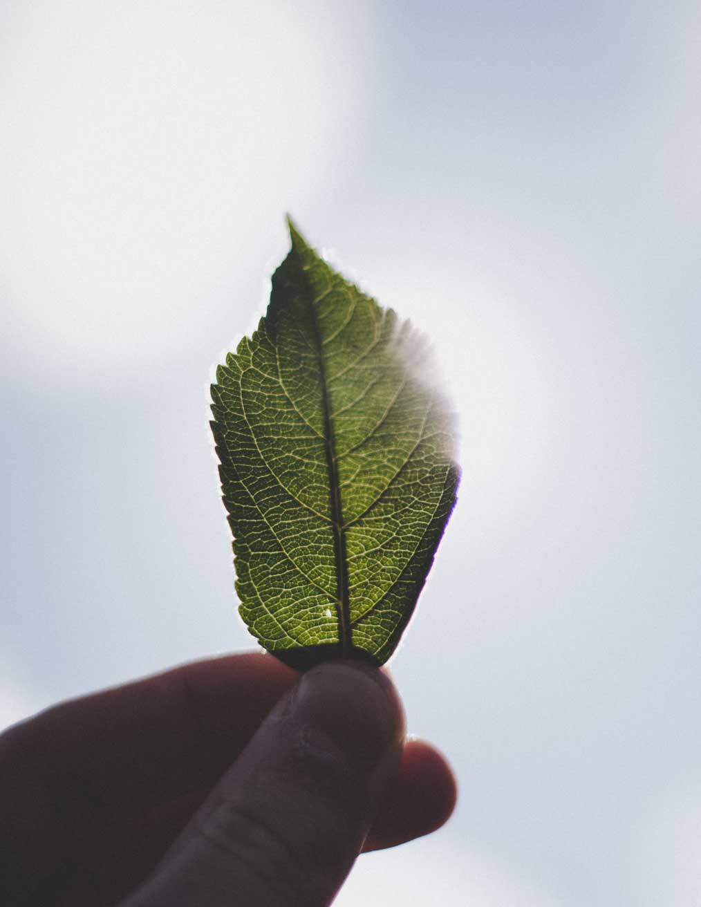 feuille