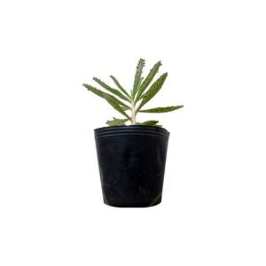 Kalanchoe planta