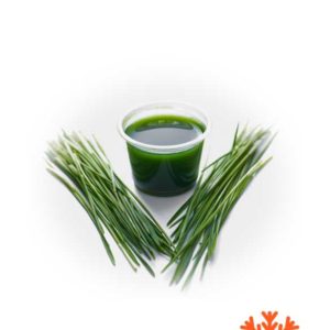 wheatgrass