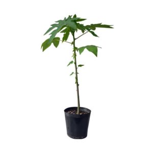 Árbol de Papaya