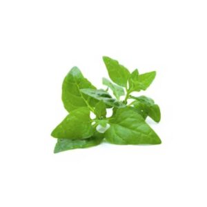 espinaca-rastrera