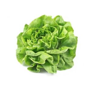 lechuga-mantecosa