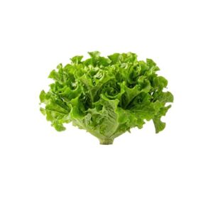 584x796-lechuga-roble-or