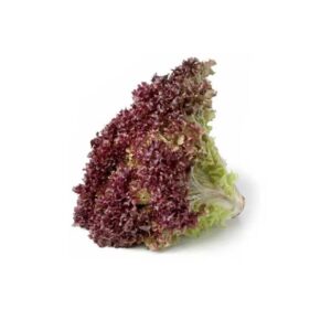 lechuga-crespa-morada