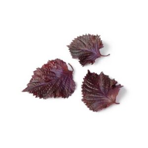 shiso-morado